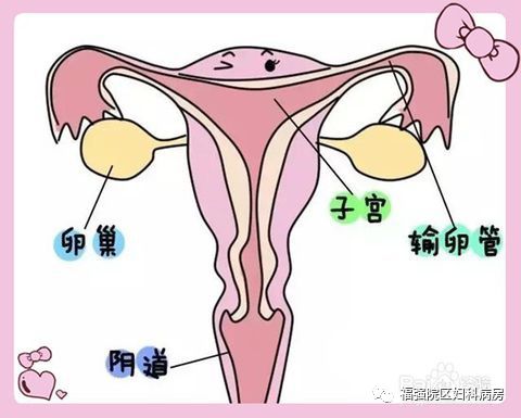 输送受精卵的管道